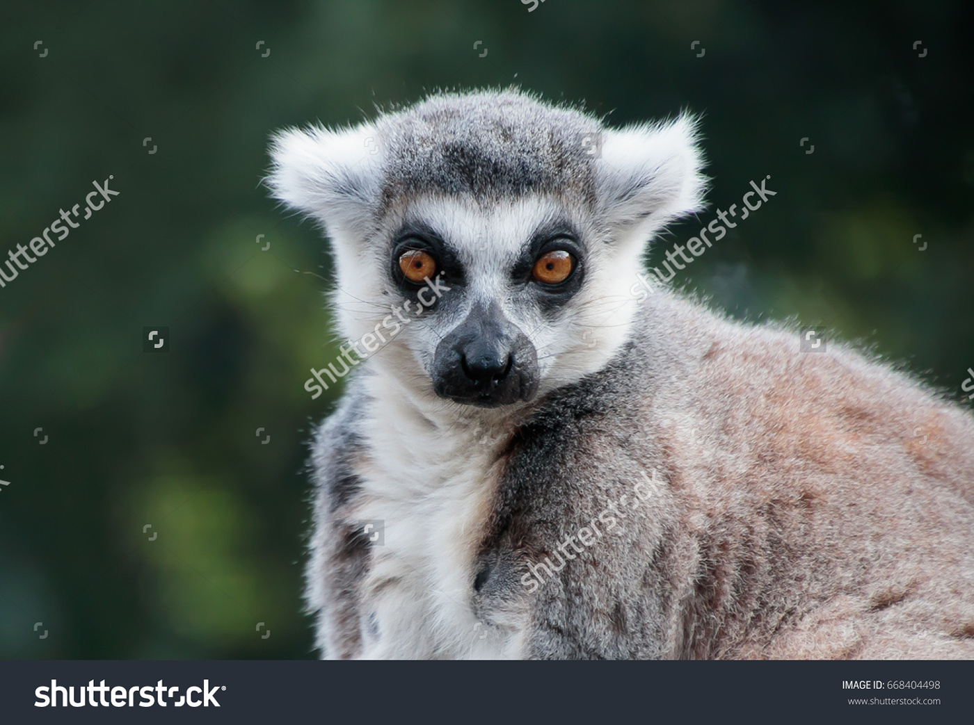 eagle monkey giraffe Polar Bear frog lemur