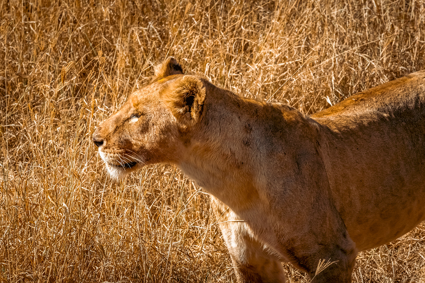 Ngorongoro Tanzania africa Nature Lions wildlife animals Landscape Travel Photography 