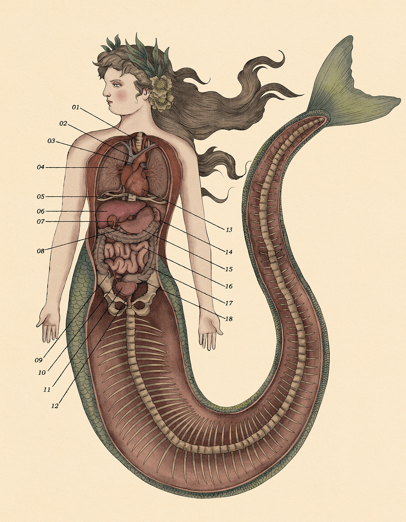 mermaid anatomy medical science siren heart biology Nature ondine mythology