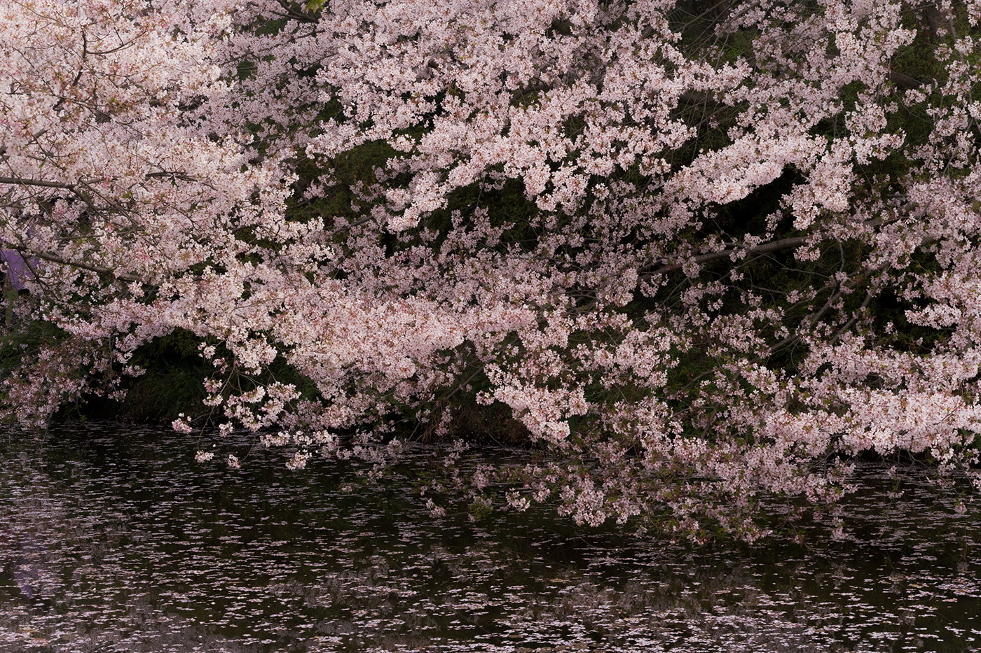 Cherry blossoms china Flowers sakura spring Taihu yuantouzhu