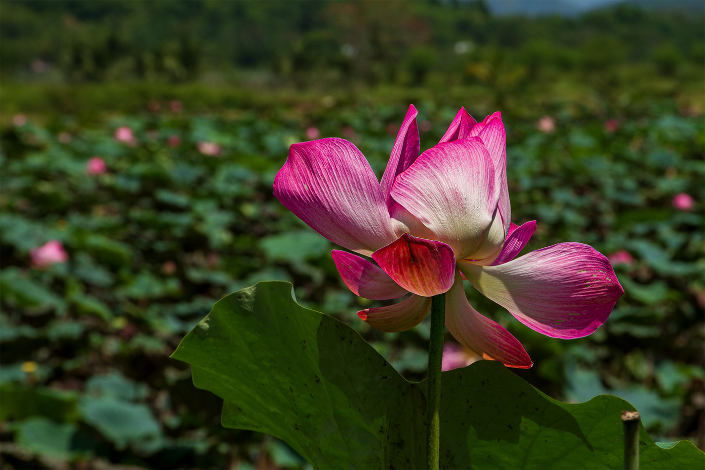 floral flower photography landscape photography Lotus lotus flower nature photography Photography  pink flower travel photography vietnam