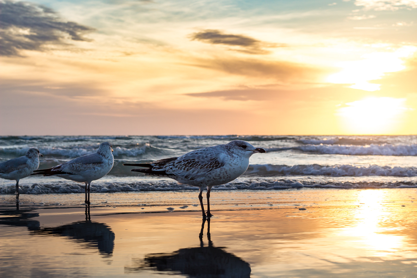 wildlife seagulls beach Fly birds Travel freedom inspiration calm goldenhour