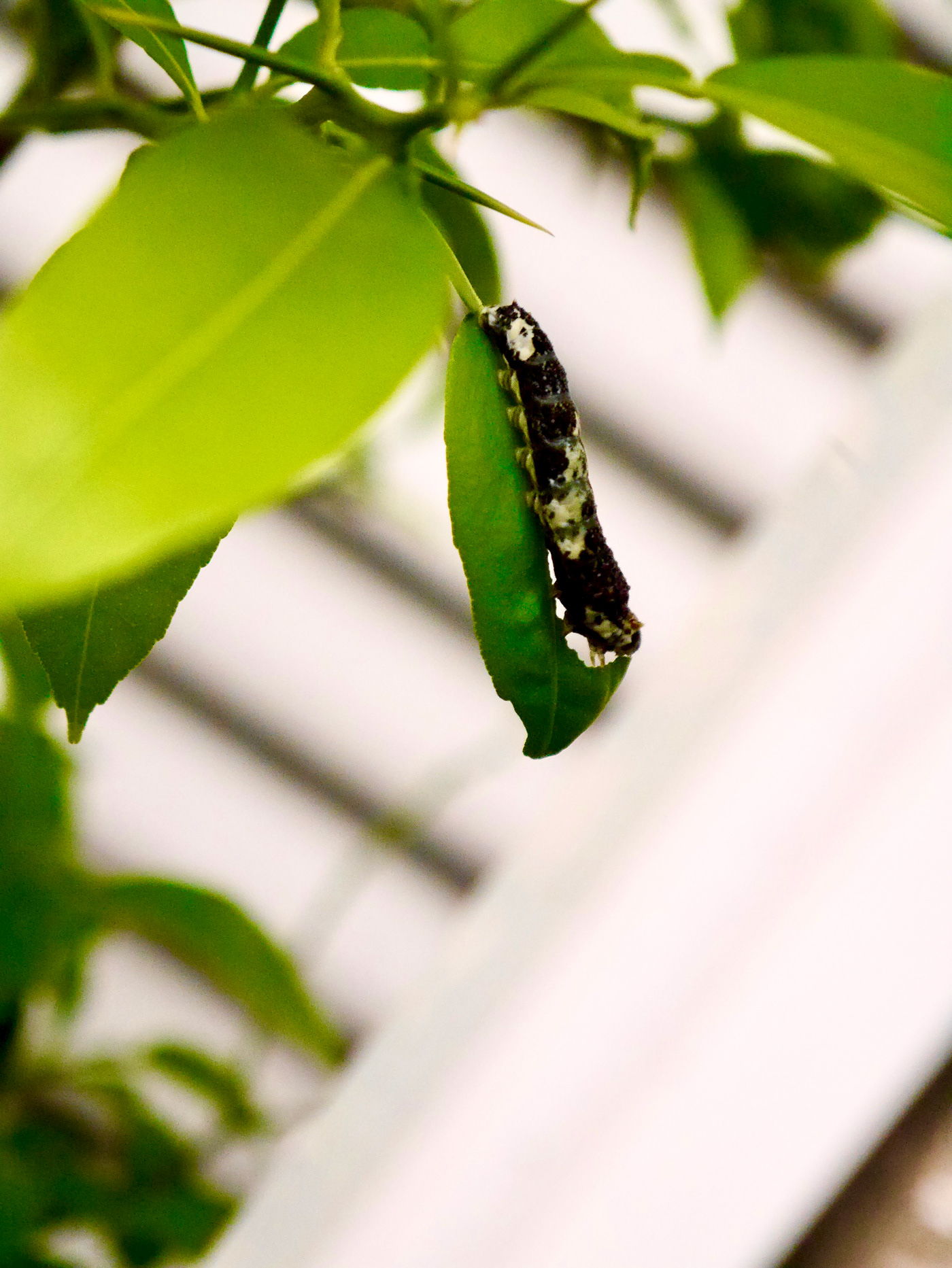 butterfly swallowtail larvae yuzu tree