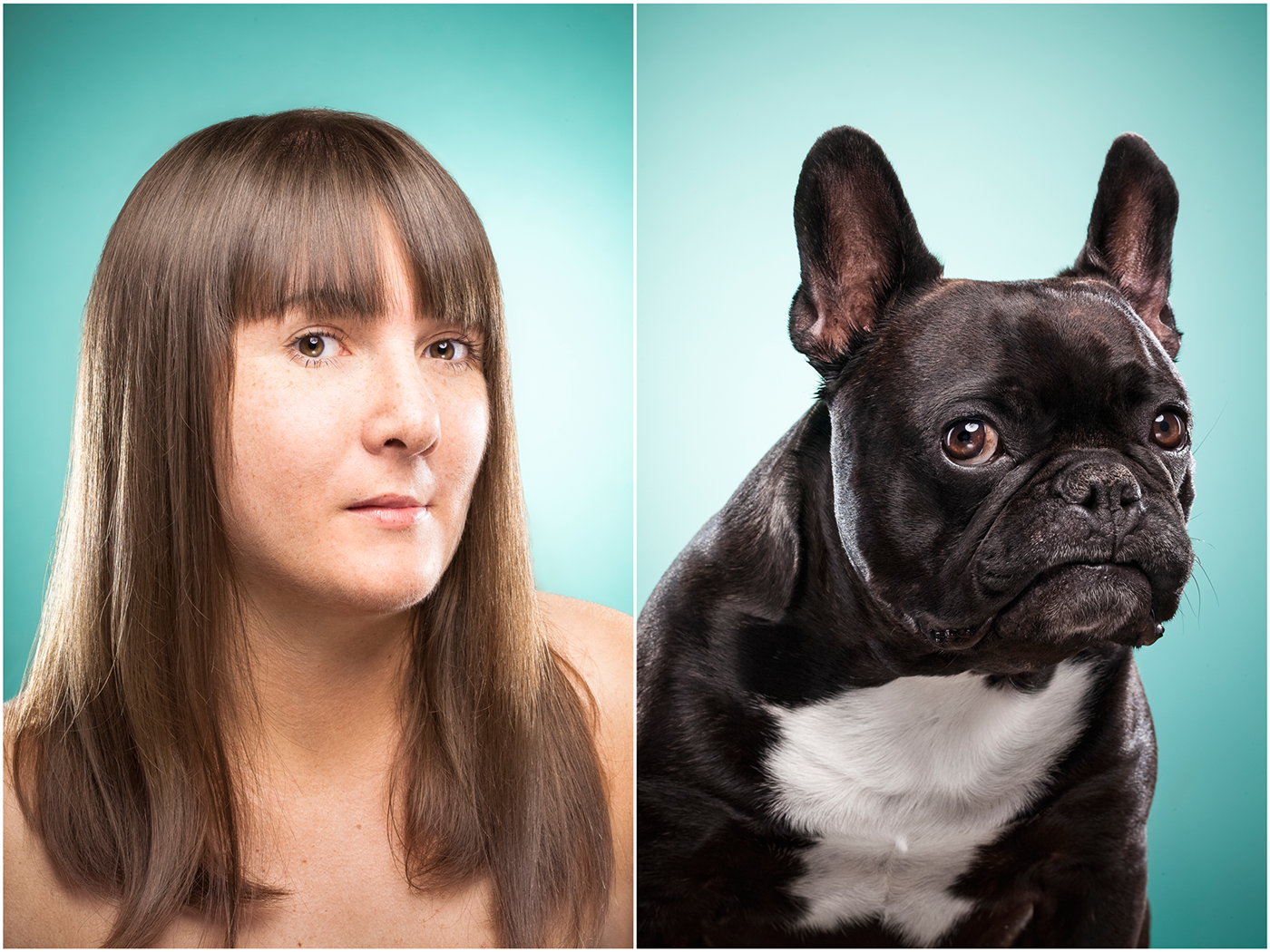 dogs dog dog portrait animal animal photography portrait photography