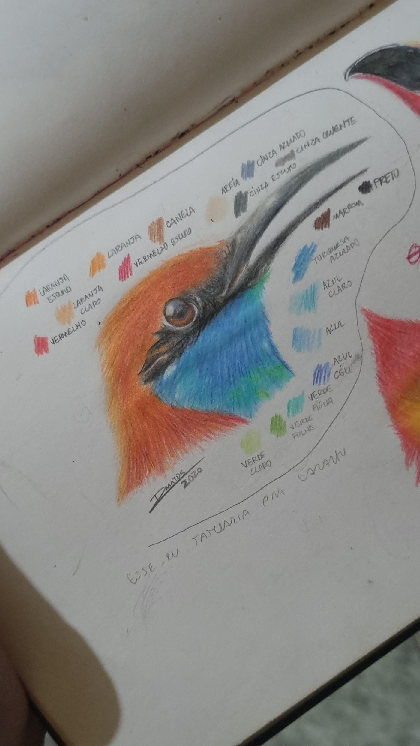biology bird bird ilustration Drawing  Nature scientific illustration