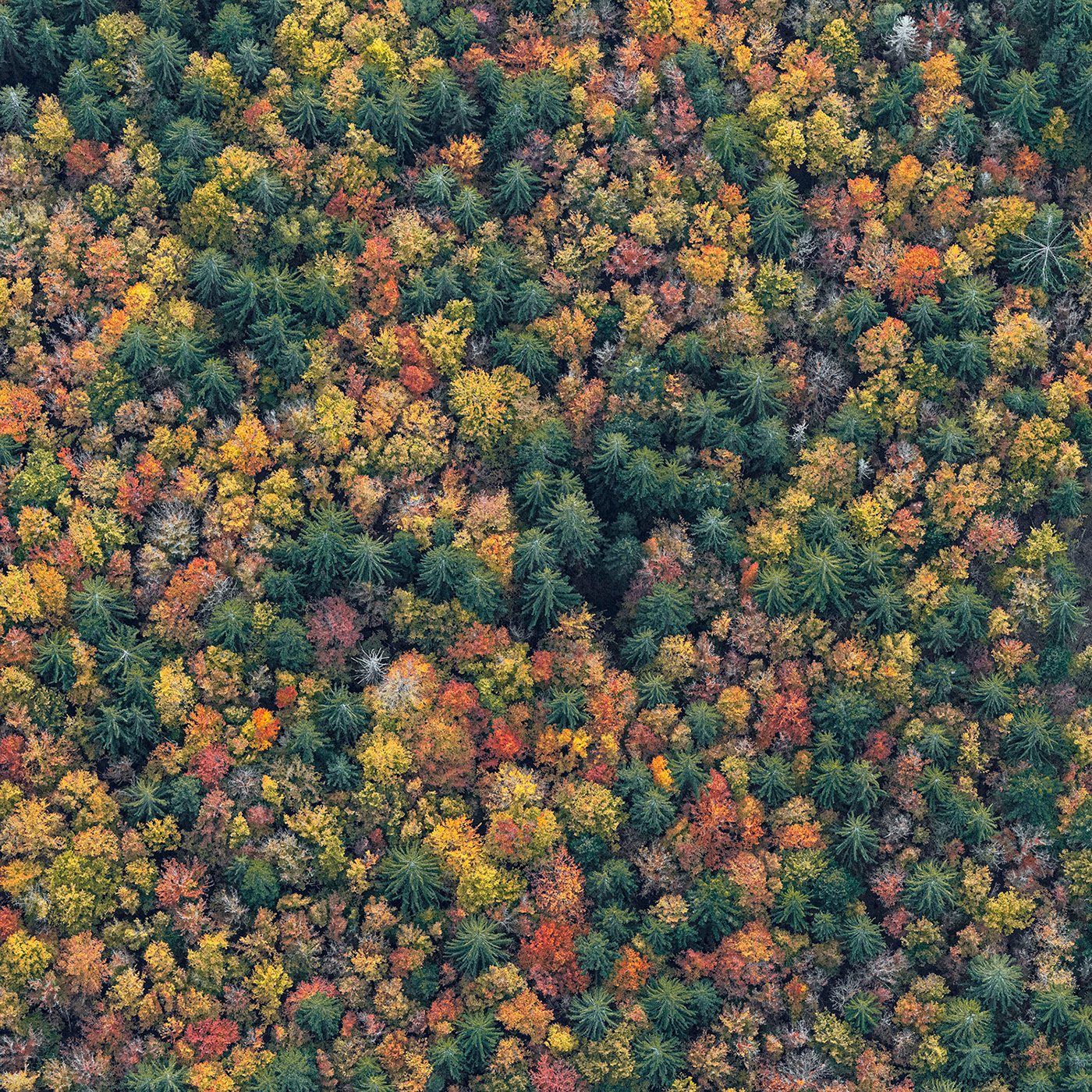 Natural zones. Баварского леса осенью. Баварский лес.