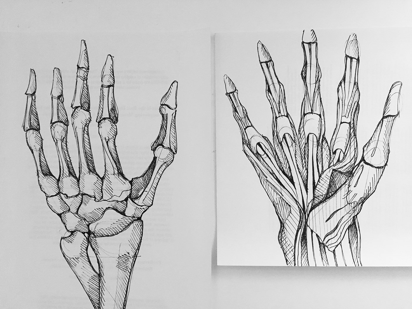 Human Anatomy Sketches on Behance