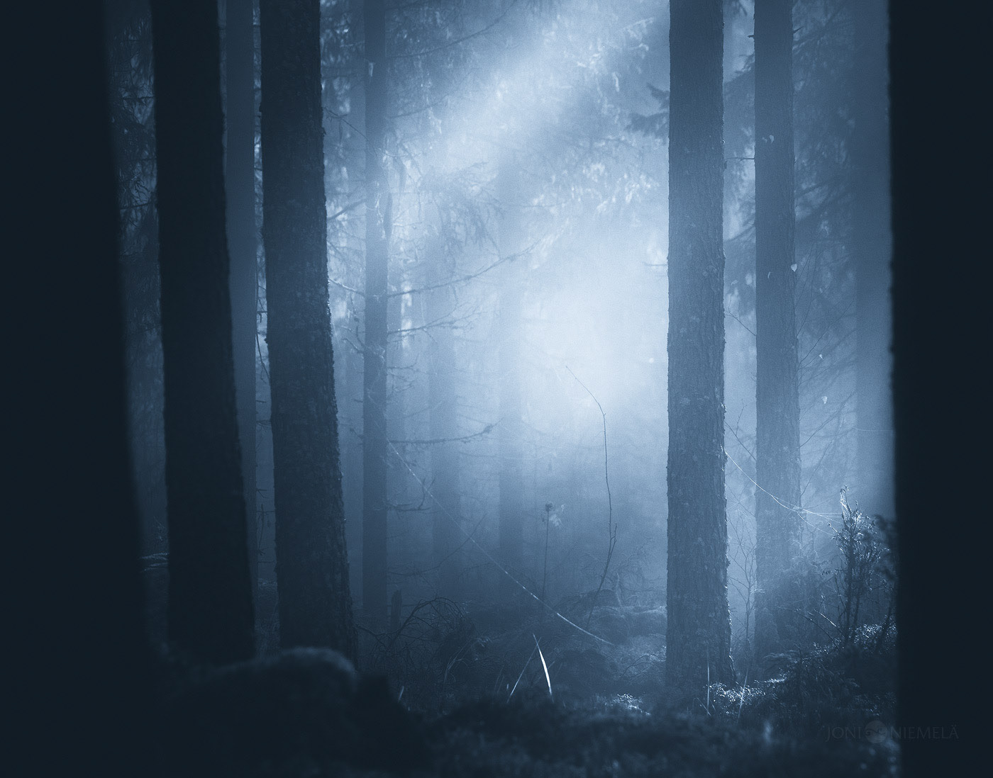 ethereal finland forest trees mist fog blue toned monochrome glow mood...