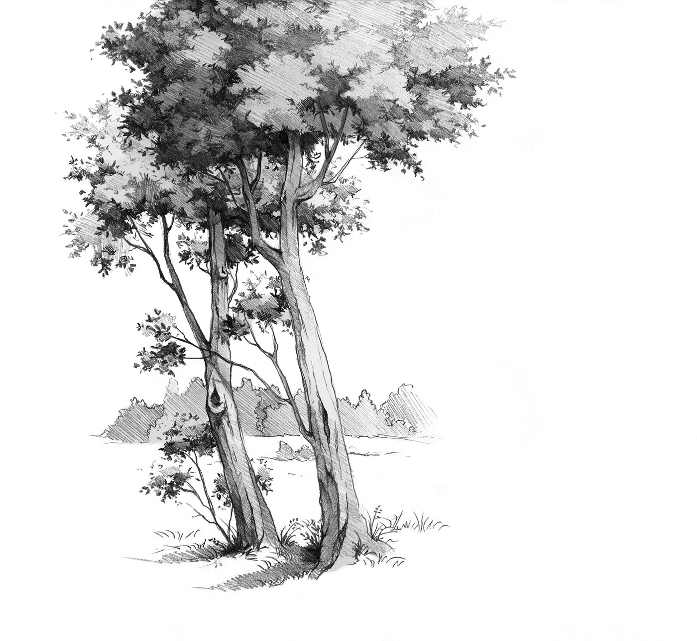  drawing trees in pencil on Behance