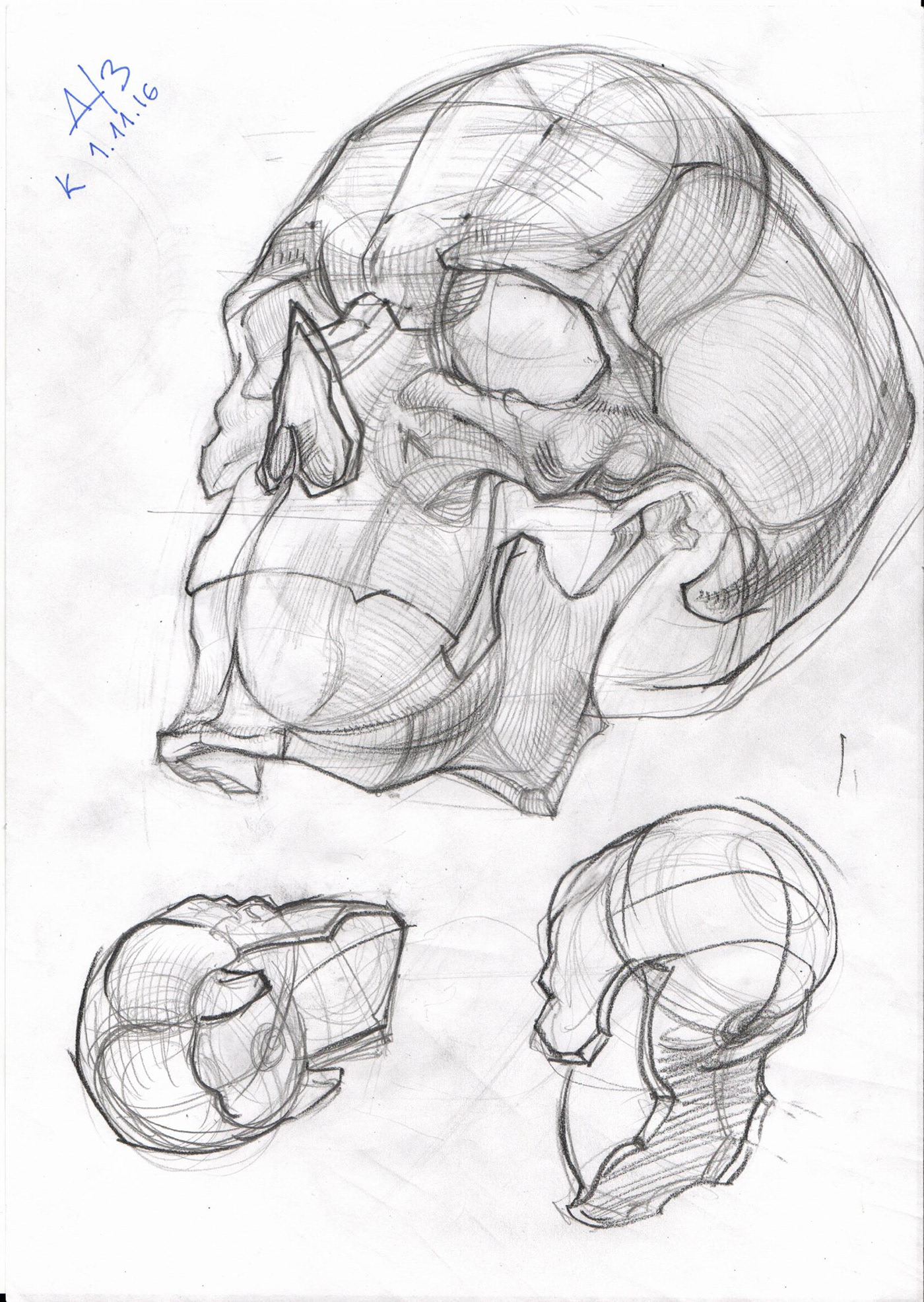 Пластическая анатомия Баммес череп