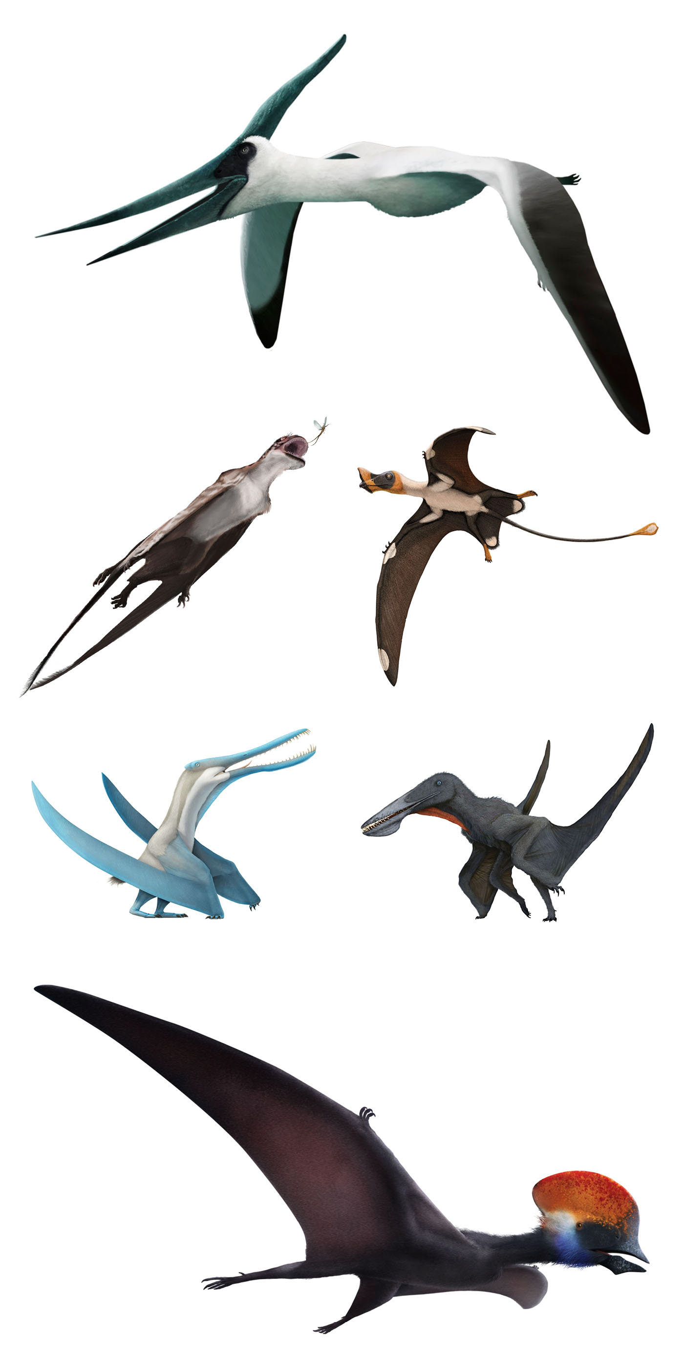 Pteros, The Encyclopedia of Pterosaurs