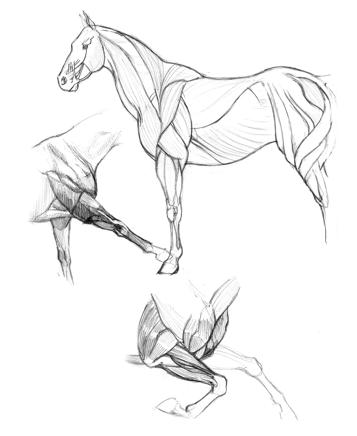 Легкие лошади анатомия