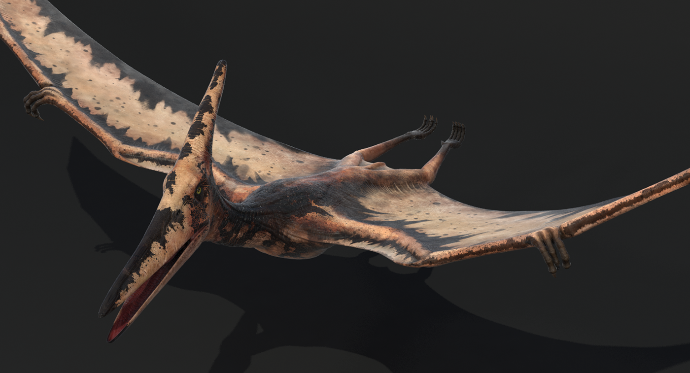 Птерадон. Родан Птерозавр. Птеранодон 3d. Птерозавр 3д. Строение Птерозавра.