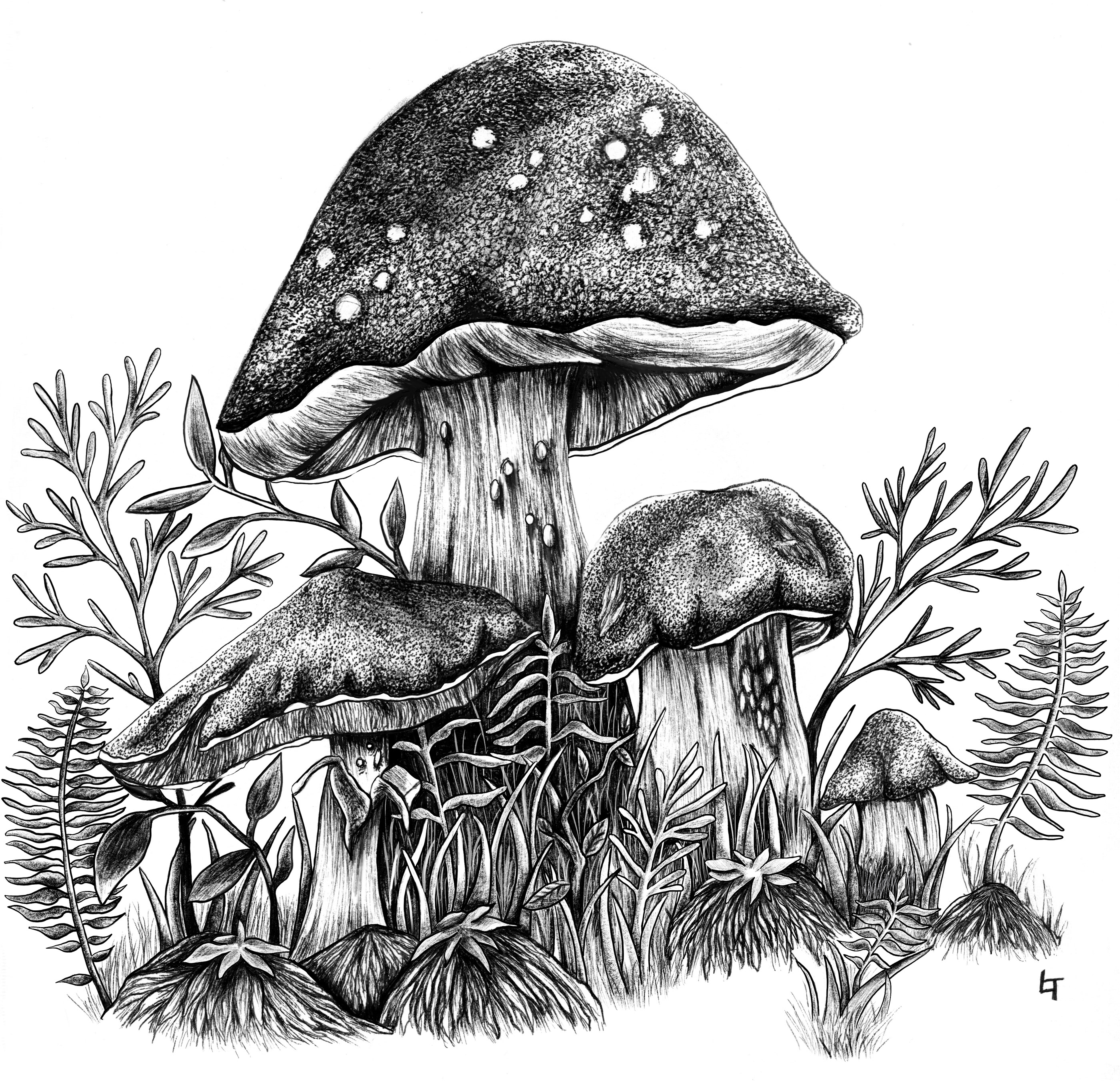vintage mushroom ILLUSTRATION Drawing pen and ink mushroom study botanical ...