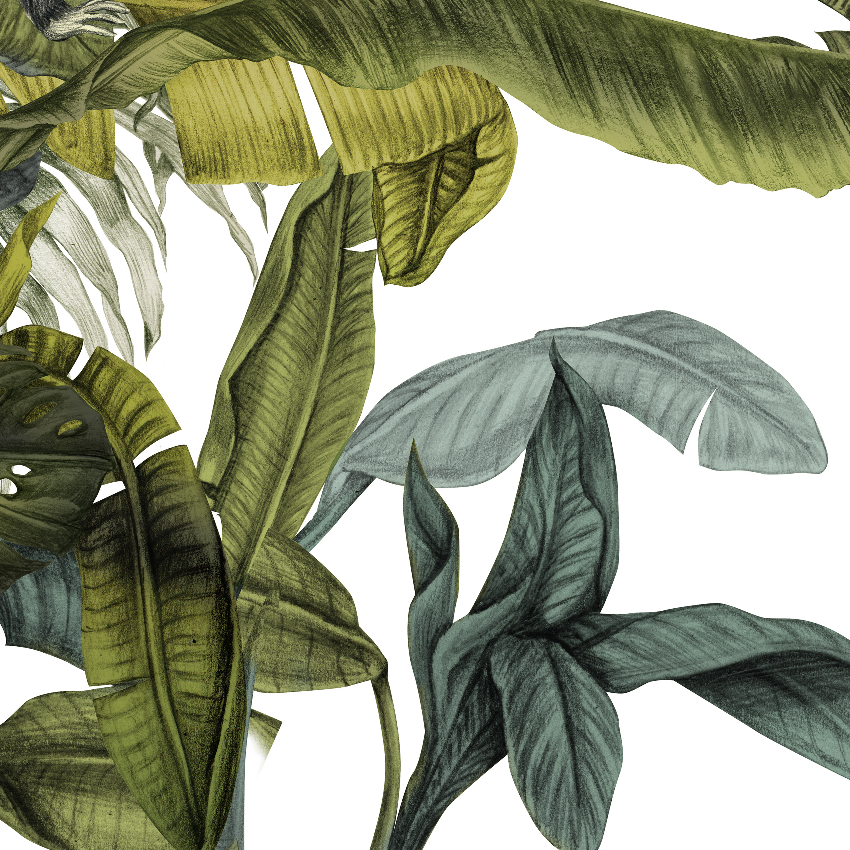 Тропические листья ботаника