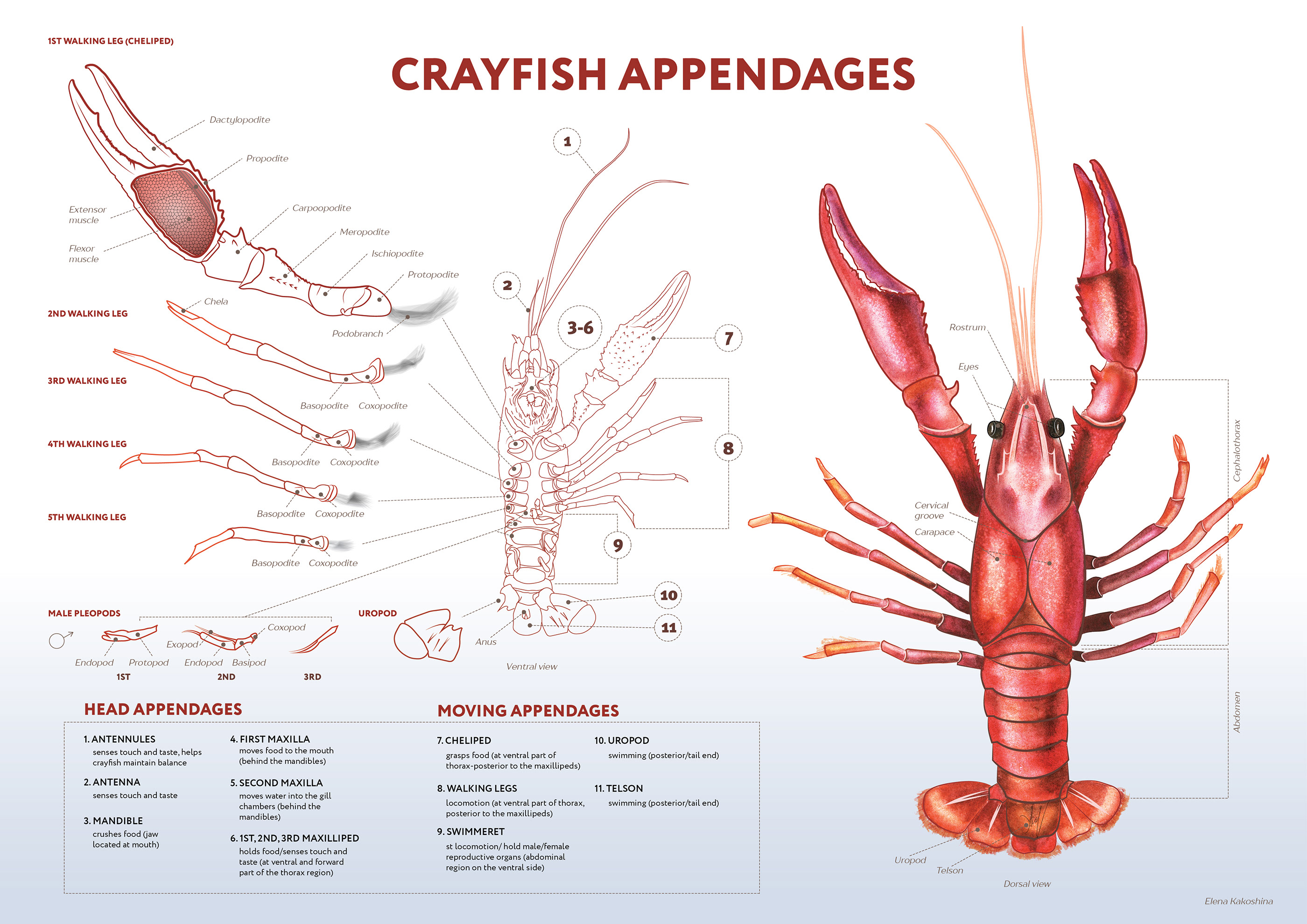 Infigraphic Crayfish appendages on Behance