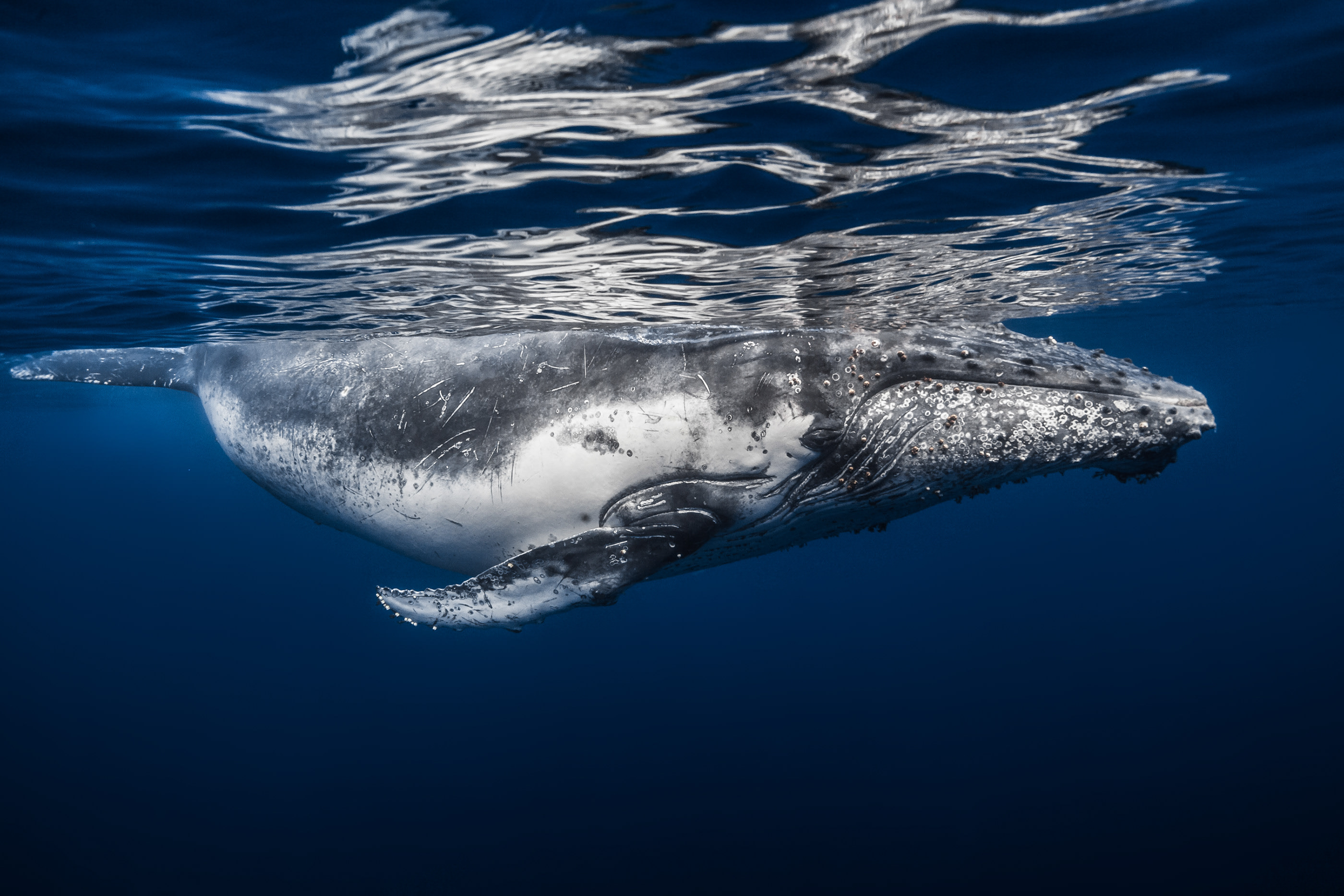 Humpback whale! www.underwater-landscape.com on Behance