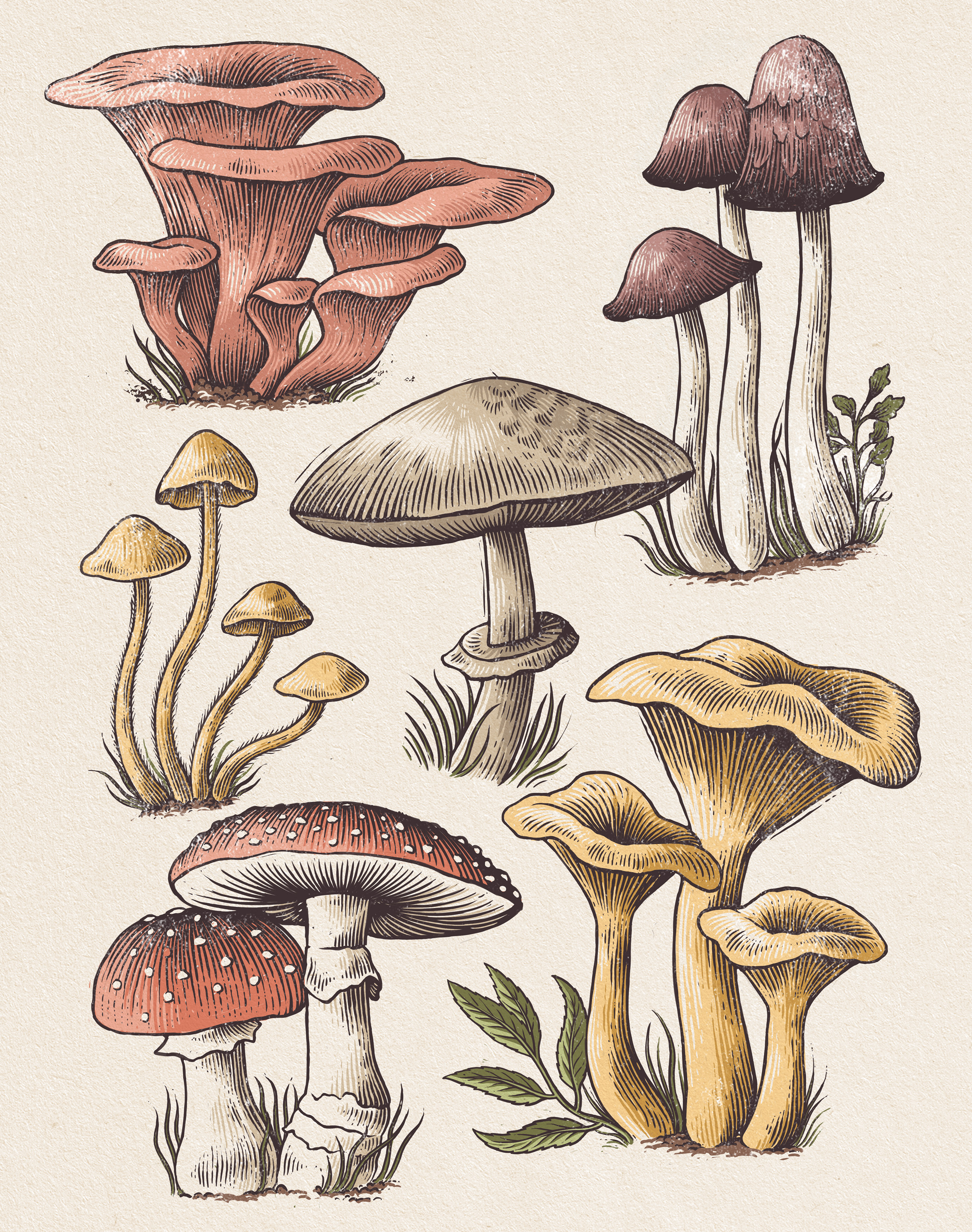 mushroom Line Work pen and ink botanical illustration ILLUSTRATION botanica...