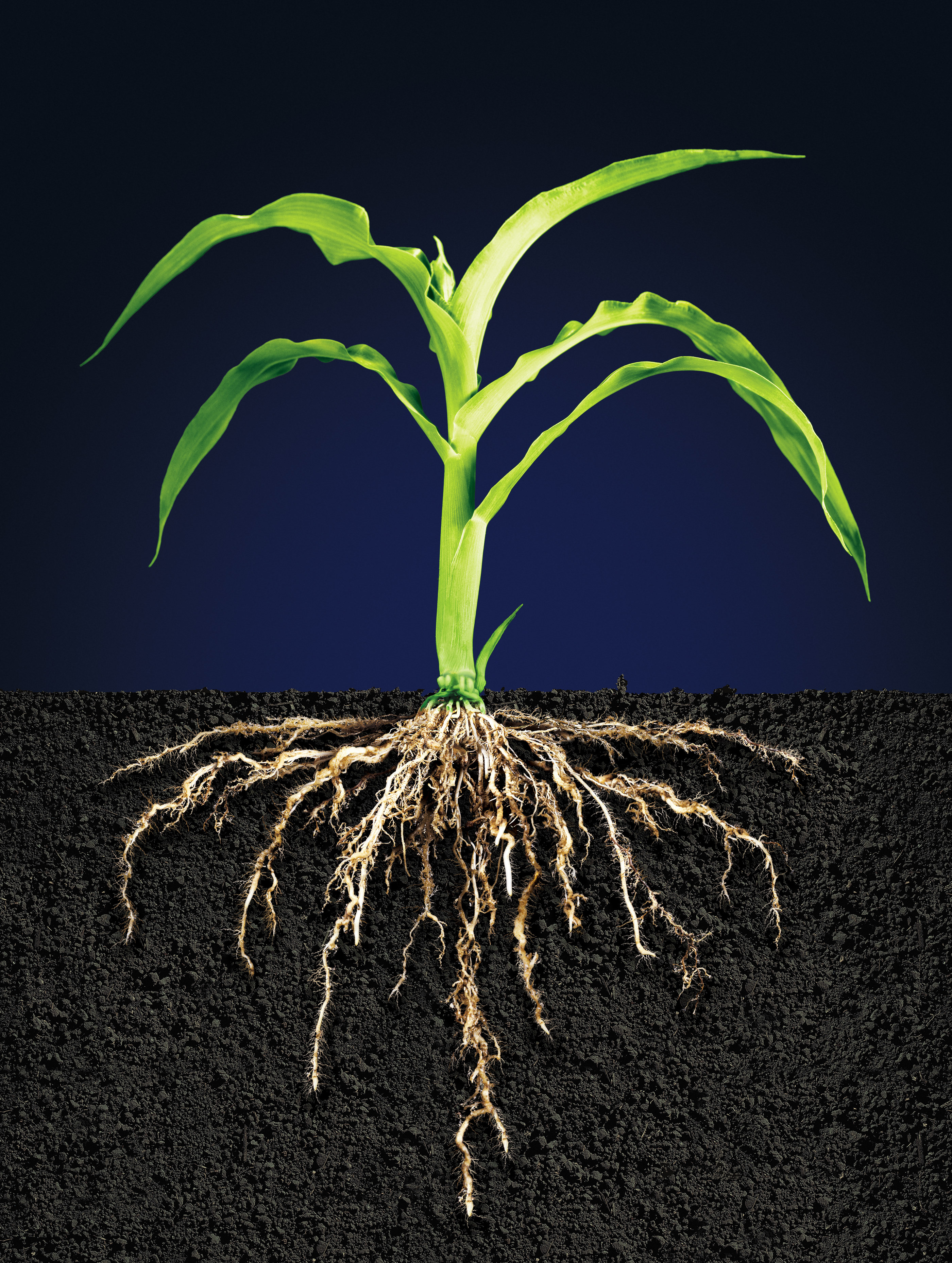 Растительное корневище. Придаточные корни кукурузы. Корневище кукурузы. Корень ра. Корни растений фото.
