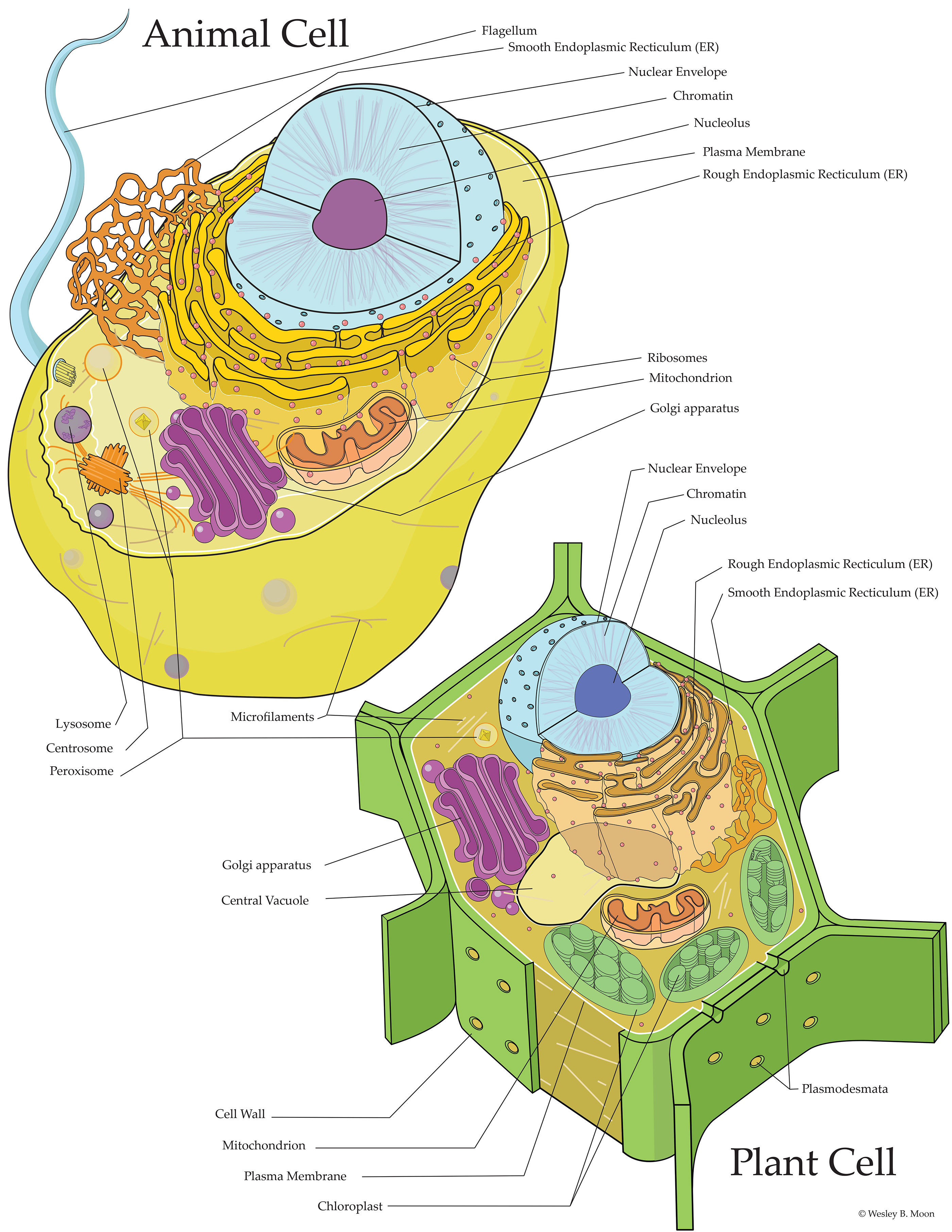 Vector Animal Cell & Plant cell on Behance