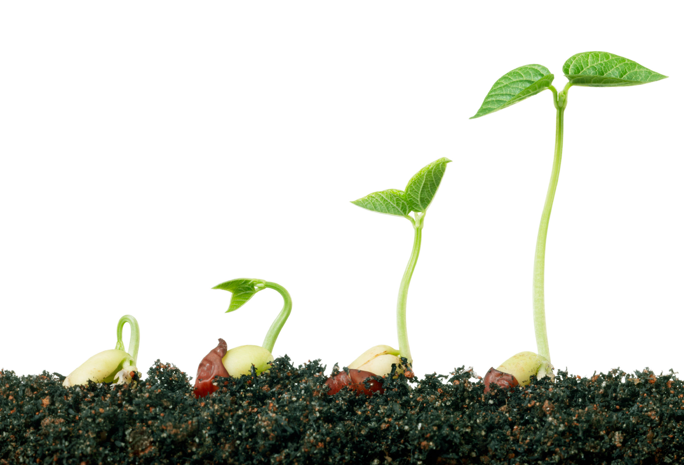 Этапы роста и развития растения. Рост растений. Рассада. Ростки овощей. Этапы роста цветка.