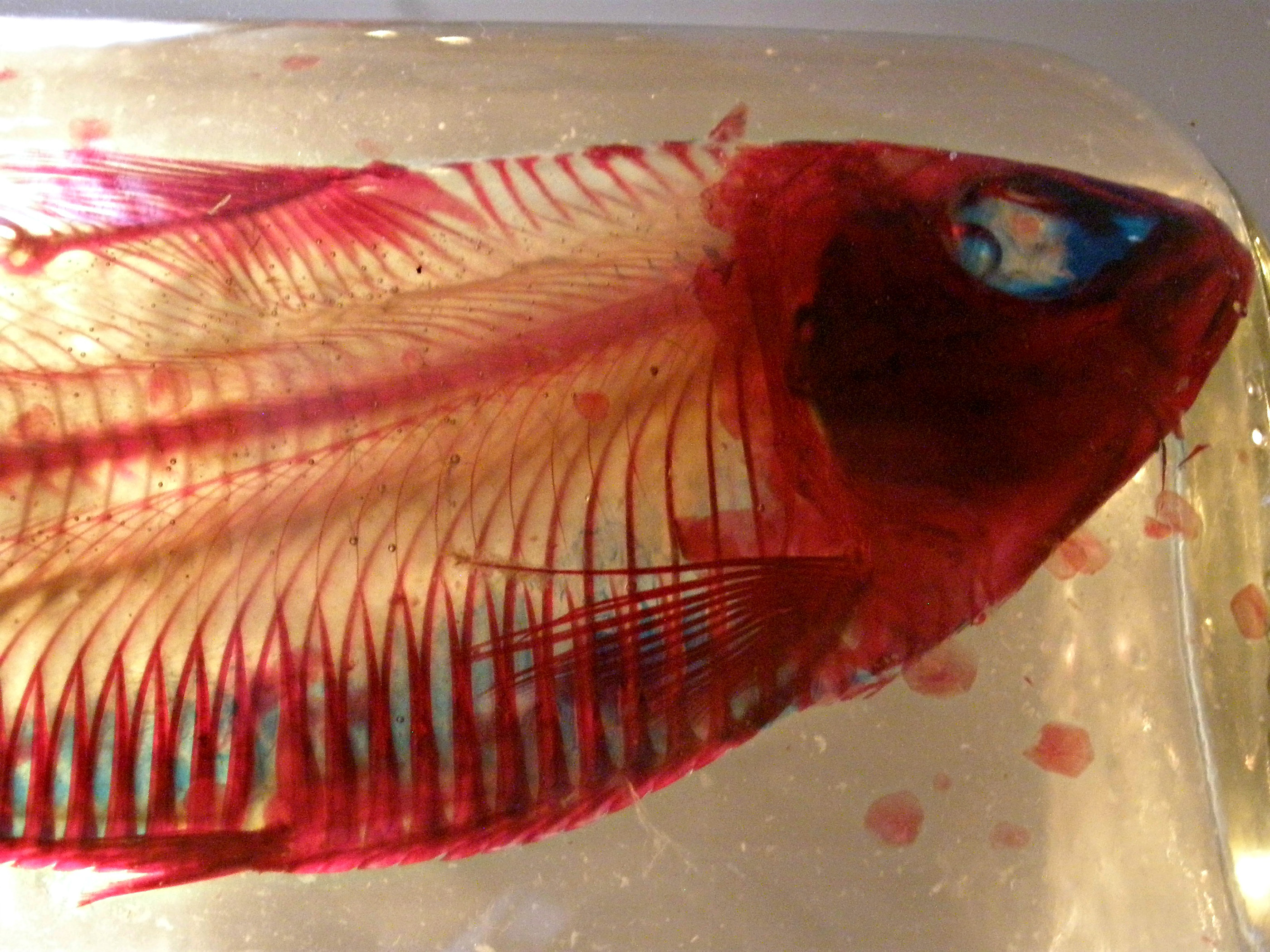 Taxidermy Dissection of a Fish Specimen Display 