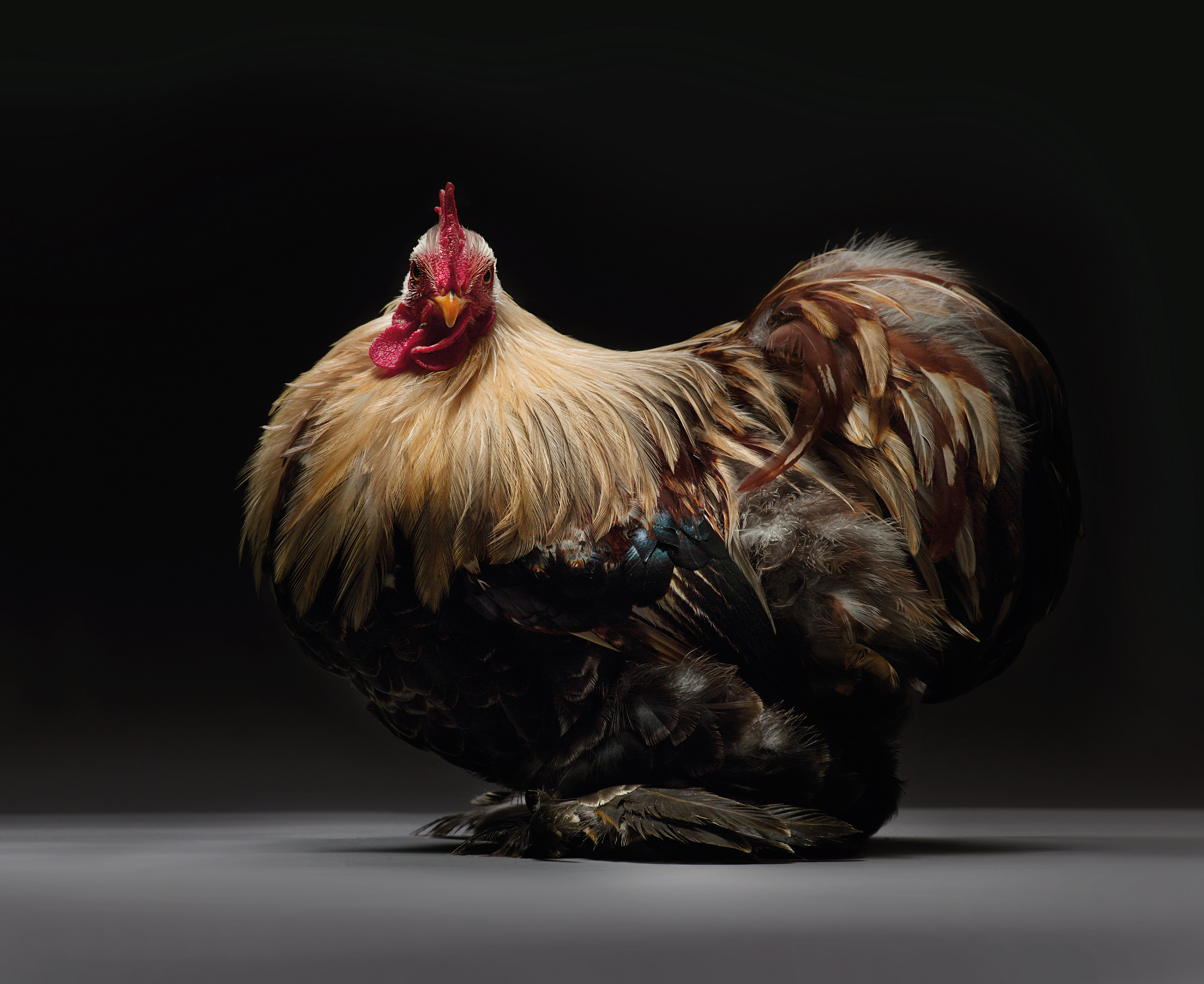 animals book chicken coffe images photographic post Shadows spotlight table...