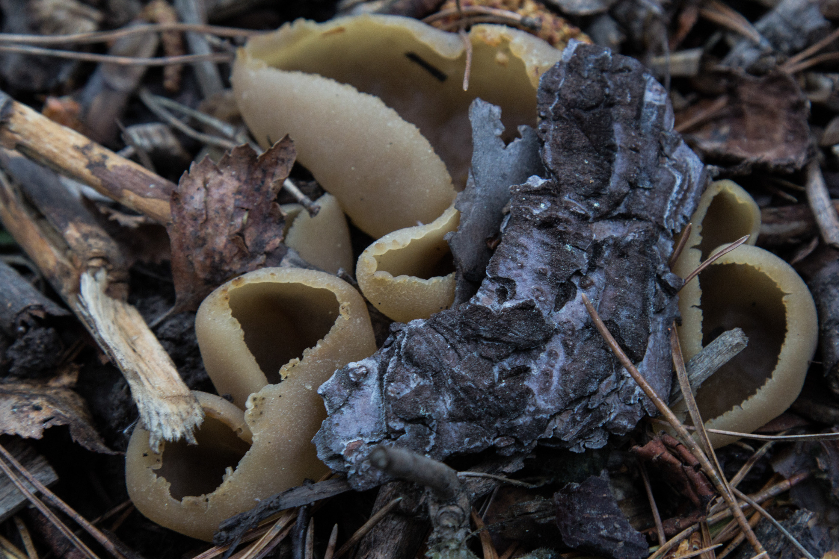 Первый гриб весной название. Весенние грибы в Подмосковье съедобные. Ранние грибы Подмосковья съедобные. Весенние грибы Подмосковья съедобные красные. Ранние весенние грибы в Подмосковье.