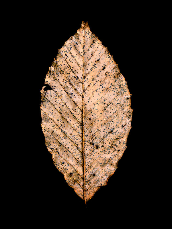 leaf wabi-sabi Icon aging acceptance beauty