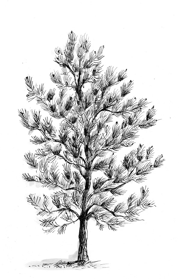 Tree  botanical botanical drawing botanical illustration Flora oak fir birch leaves pine
