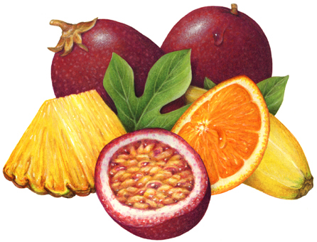Fruit Illustrations for Gourmet Latte Smoothie Mixes
