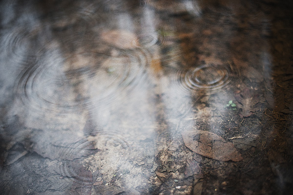 woods mist myst drops rain water waterdrops warm wood