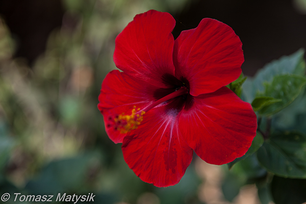 Kwiat hibiskusa z Rodos