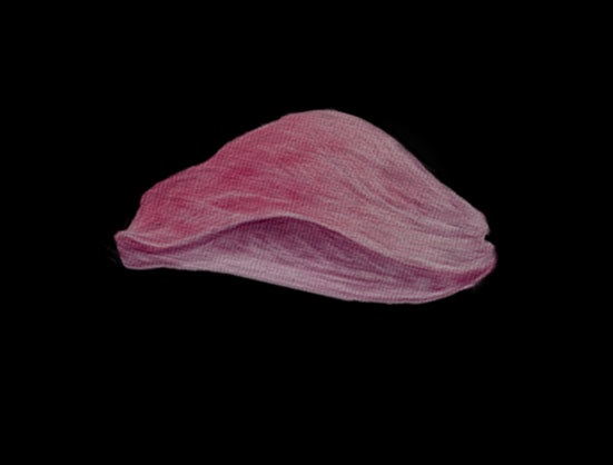 Rose petal digital drawing