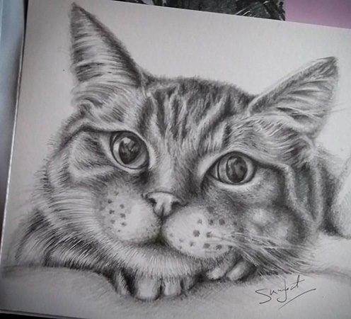 pencil Drawing  ILLUSTRATION  sketch graphite paper portraits pets animals