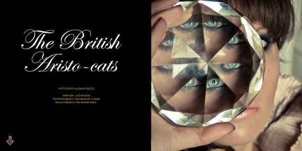 british dress cats aristocrats