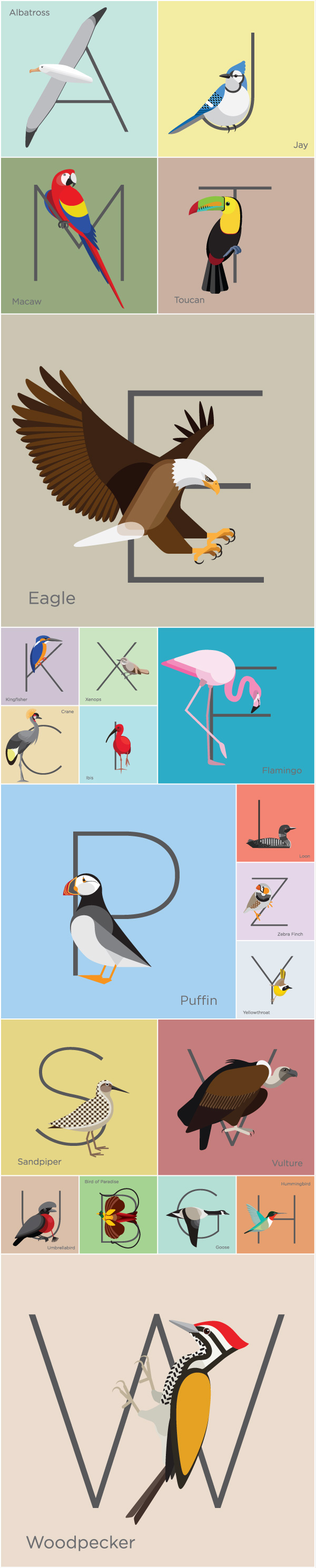 birds  alphabets