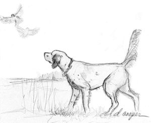 English Setter Field Trial Dogs dog illustration english setter artwork