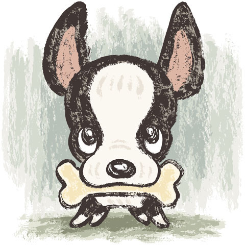 boston terrier dog animal puppy Pet vector canine