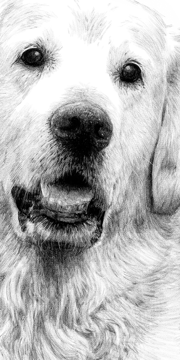 golden retriever sketch dog dogs portrait