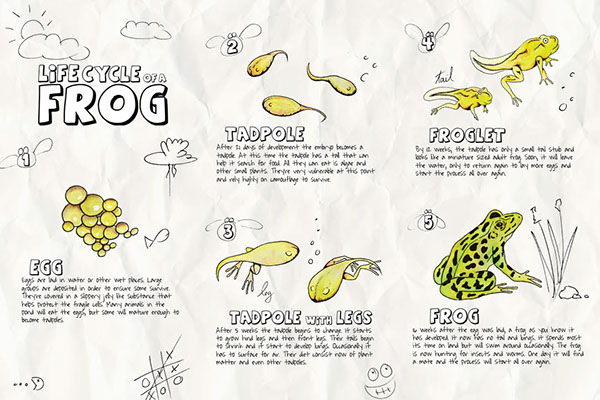 brochure amphibians frogs toads tadpoles childrens learning