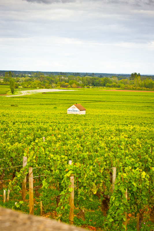 Nature wine Bourgogne vignes photoreport