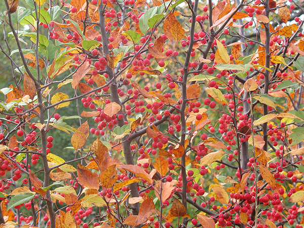 Fall colours leaves lala design srdjan milovanovic Toronto autmn deer woodpecker cardinal Canada ducks season forest river