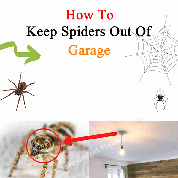 How To Keep Spiders Out Of Garage