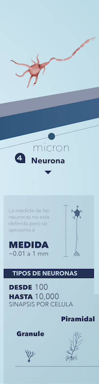 brain Cerebro levelsofthebrain nuron infographic info braincells cells