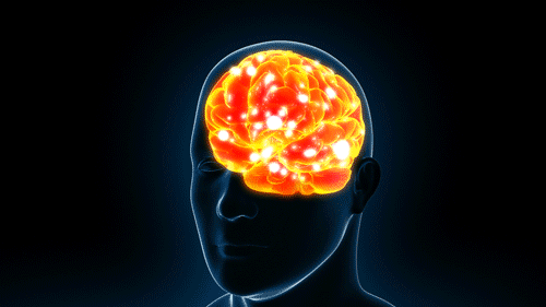 brain human brain brain x-ray x-ray xray mind medical human anatomy scan head Health medicine organ biology
