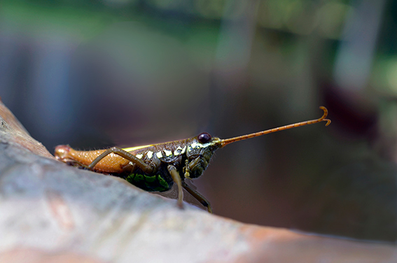 yasuni Fotografia Fotografía de insectos Fotografía de amfibios Fotografia de viajes