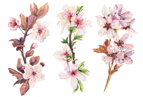 watercolor blossom Flowers botany botanical Painted