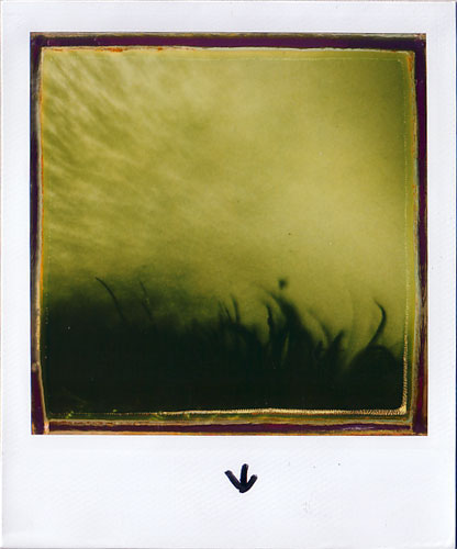 POLAROID polaroid 600 instant film