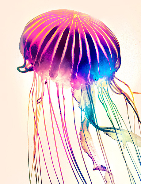 jellyfish jelly poster print animal underwater aquarius colorful colored